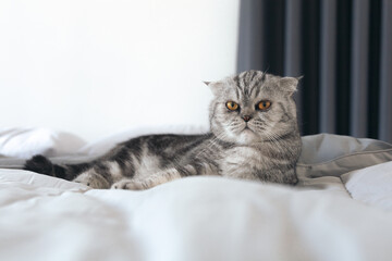 Scottish fold cat lying on soft bed in the bedroom.
