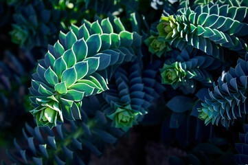 Myrtle spurge (Euphorbia myrsinites, Creeping spurge, Donkey Tail Spurge) close-up. A beautiful...