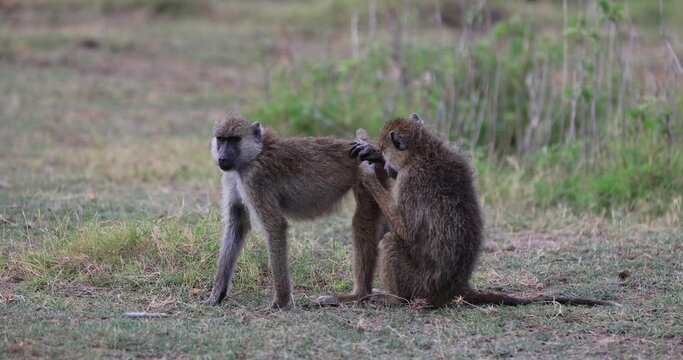 Baboons are looking for lice in the savannah