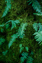 fern leaves among moss. green textural natural background. pacific rainforest