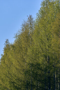 morning light on a spring birch forest