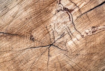 Beautiful wooden fracture old oak, natural texture close up