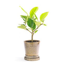 Fototapeta na wymiar 観葉植物、フィカス・ウィルデマニアーナの鉢植え【白背景】