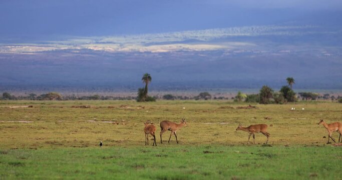 Antelopes eat grass in the marshes of Amboseli