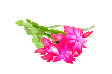 Bouquet pink zygocactus.