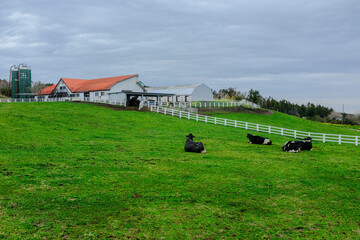 マザー牧場の景色
