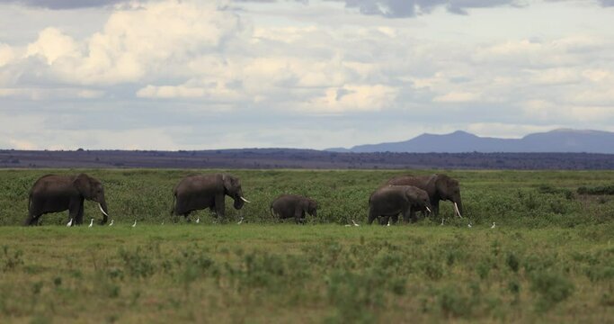 An elephant eats grass in the marshes