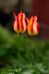 two bright yellow-orange tulips on a background of dark green grass in focus
