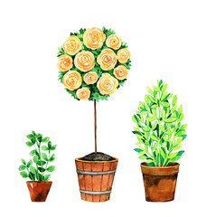 Watercolor spring topiary trees set. Gardening natural growing plants illustration isolated on white