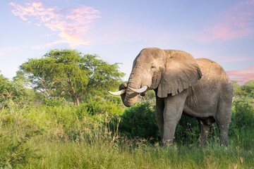 African elephant (Loxodonta africana) with beautiful morning sunrise, Murchison Falls National...