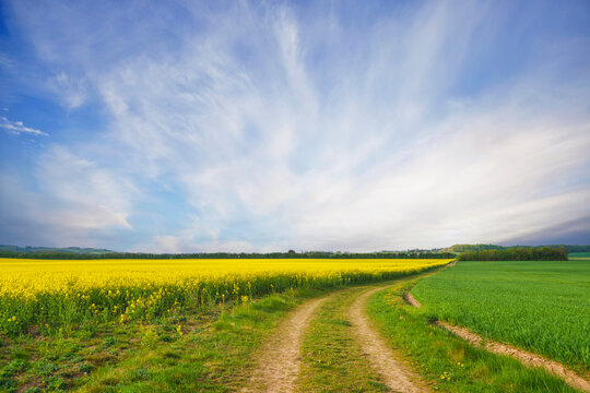 Rural dirt road with yellow canola fields