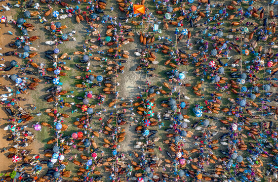 Thousands of cows are lined up to be sold at a bustling cattle market in Bangladesh. Over 50,000 of the animals are gathered together by farmers.