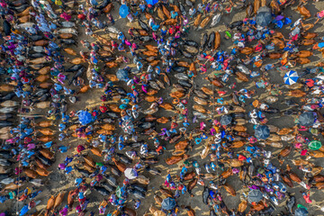 Fototapeta na wymiar Thousands of cows are lined up to be sold at a bustling cattle market in Bangladesh. Over 50,000 of the animals are gathered together by farmers.