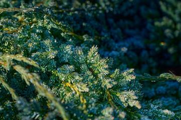 Drops on branches of flaky juniper close-up. Selective focus. green natural texture background.