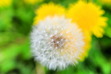 dandelion