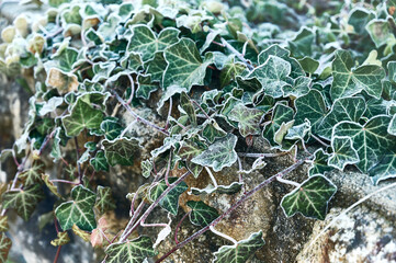 frost on green leaves of Ivy (Hedera helix, European ivy) close-up. natural texture background
