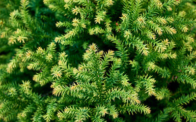 close-up of beautiful green  Japanese cedar branches (Cryptomeria japonica 'Golden Promise', Japanese redwood). green coniferous texture background.