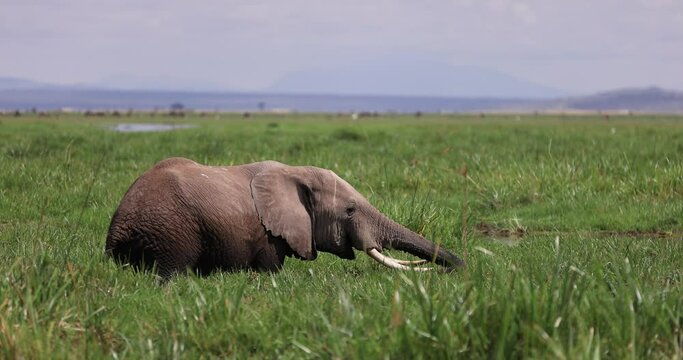 An elephant eats grass in the marshes