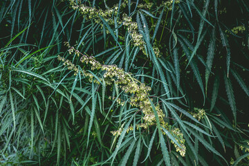 Branch of cannabis and marijuana. Ganja, hemp beautiful tree.