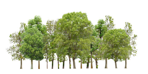 Forest or green tree side view isolated on white background for landscape and architecture layout...