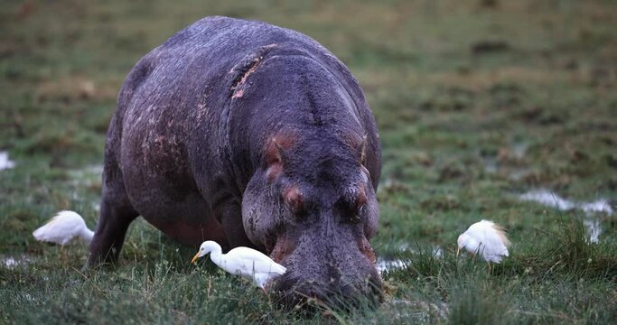 A hippopotamus eats grass in the swamps