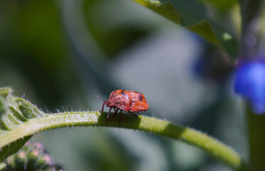A brown beetle on a plant leaf