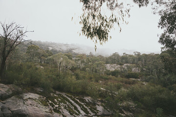 trees in the mountains