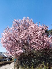 Blooming tree - 504705820