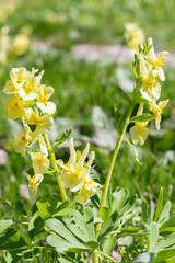 Close-up Bright yellow natural background, texture from spring flowers Yellow Corydalis in sunny May