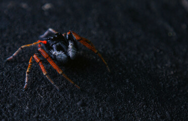 A hairy red spider on a black background