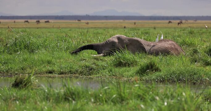 An elephant eats grass in the marshes