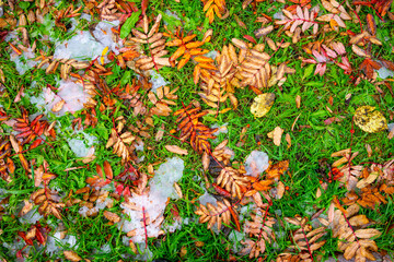 Natural natural background with autumn leaves on the grass