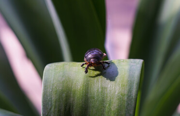 A large black beetle on a plant leaf