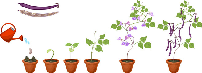 Life cycle of bean plant. Growth stages from seeding to flowering and fruiting plant in flower pot isolated on white background