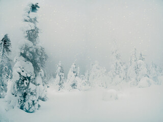 Soft focus. Magical bizarre silhouettes of trees are plastered with snow. Arctic harsh nature....
