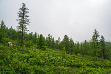 Fototapeta premium Atmospheric green forest landscape with firs in mountains. Minimalist scenery with edge coniferous forest in light mist. Alpine tranquil landscape at early morning.