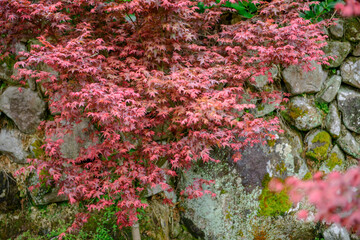 Fototapeta na wymiar Beautiful color maple leaves with blurred background in the mountain in Taiwan