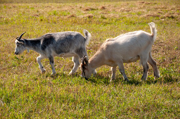 Fototapeta premium The goat is eating leaves from a tree - pasturing on the farm, care of household pets. Warm summer and hard agrarian work in provinces