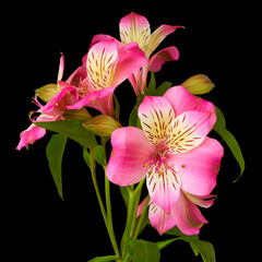 orchid flowers grow on a colored background