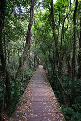 fascinating dense forest with boardwalk