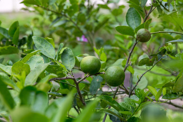 Green limes on a tree. Lime green tree hanging from the branch. Lime ready for harvest fresh on tree.	
