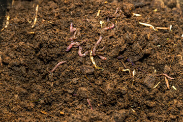Earthworms on soil for organic fertilizer farming concept. Many earthworms in soil