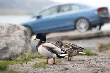 Drake and duck close-up on the background of a car