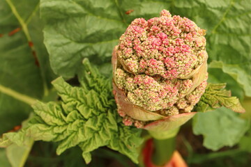 Rheum rhabarbarum, rhubarb plant, large pink flower in the middle of leaves