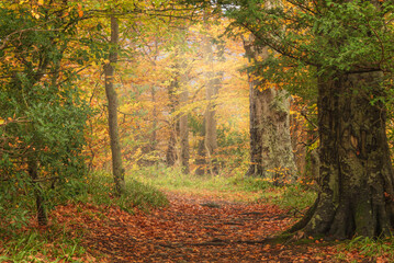 Obraz premium Stunning Autumnal landscape image of woodlands around Derwentwater in Lake District