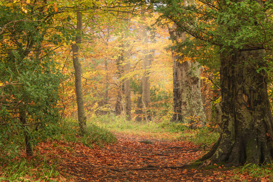 Stunning Autumnal landscape image of woodlands around Derwentwater in Lake District