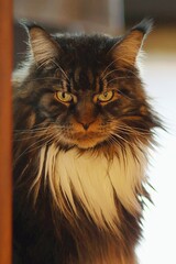 Kot  maine coon