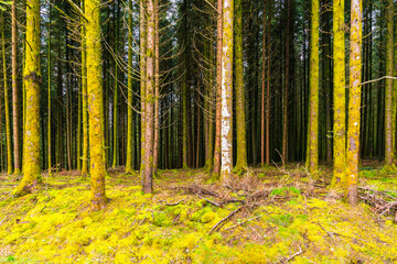 Germany, Green moss covered tree trunks in mystical black forest nature landscape, a beautiful...