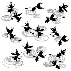 Goldfish and water crest material collection,