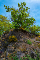 Fototapeta premium arbre au mois de mai